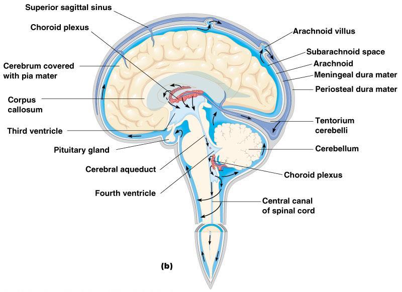 Protection of the CNS Cerebrospinal Fluid Similar to blood plasma composition Formed by the choroid plexus Forms a watery cushion