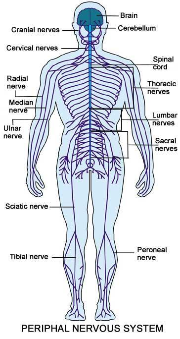 Peripheral Nervous System Nervous structures outside the brain and spinal cord Nerves allow the Central nervous system to receive information and take action.