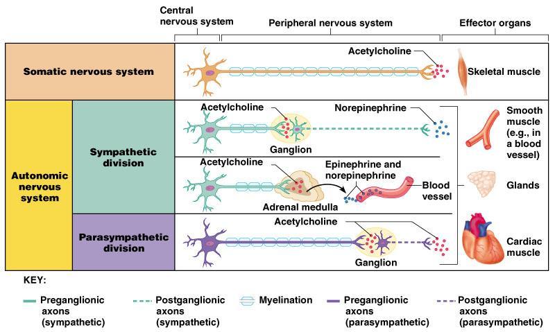 Peripheral Nervous System Comparison