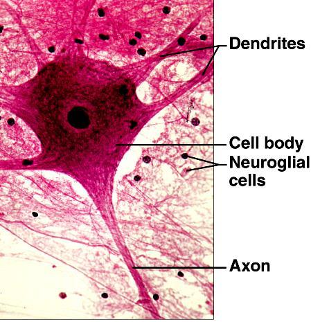 The nervous System The nervous tissue is composed of: Neurons: