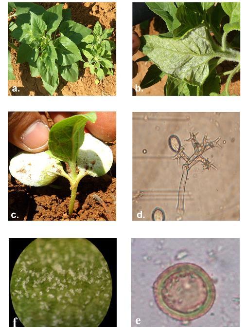 Fig.3.2: Sunflower downy mildew disease a. Downy mildew disease symptoms b. Sporangia on the lower surface of the leaf c.