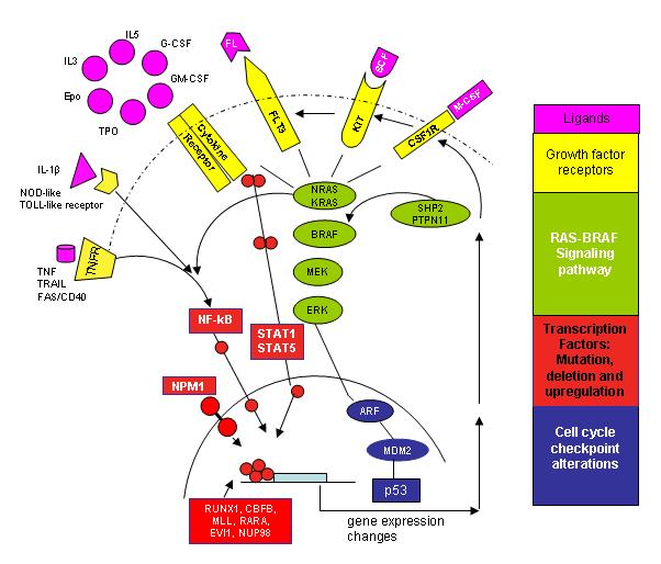 Aberrant Activation of the PI3K/AKT pathway