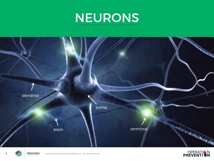 EXPLORE SLIDE 5 Now that students have examined the effects of opioids on the nervous system, they will learn the structure of a neuron to investigate how neurotransmission works.