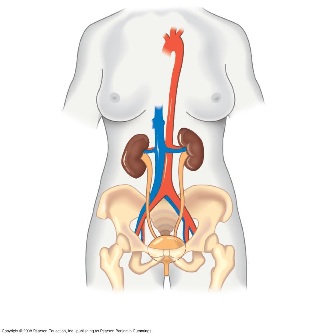 Fig. 44-14a Posterior vena cava Renal artery and vein Aorta Ureter Urinary