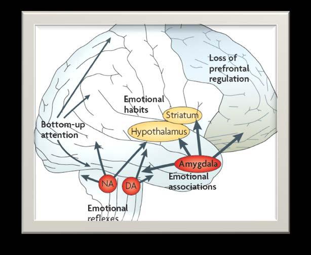 Perpetrator Victim Not stressed Prefrontal cortex in control Thinking