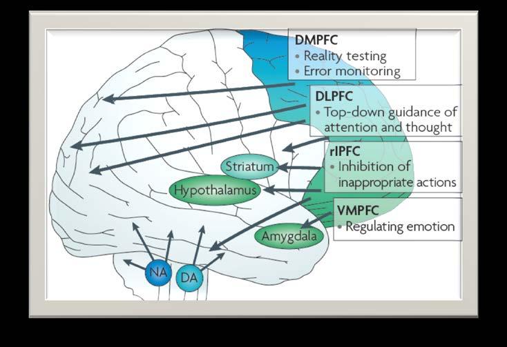 Amygdala in control Attention and thoughts driven by perpetrator