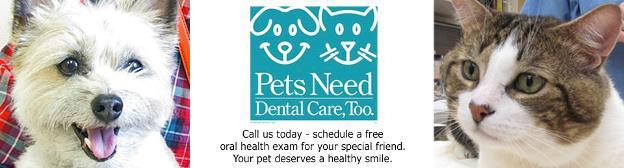 The most common problem in dogs and cats is periodontal disease.