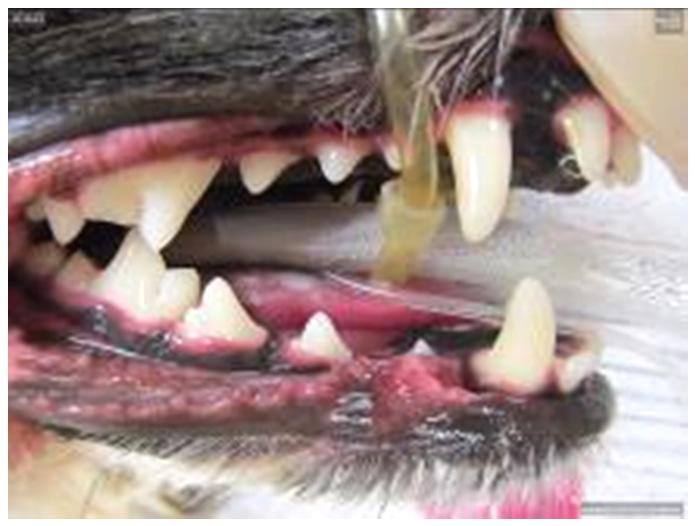 teeth; no damaged teeth No or very minor red gums; minimal