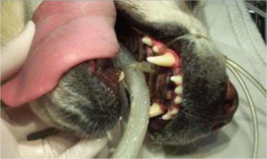 to any anesthesia to be certain that your pet will be safe