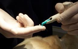 Dental Cleaning: Procedure Photos Step 6: Oravet Barrier Sealant A sealant is applied