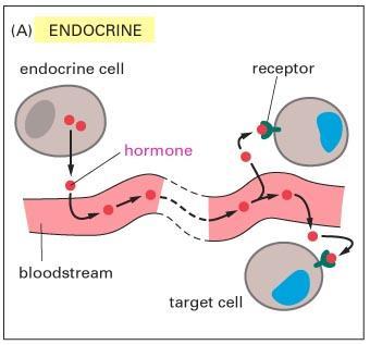 Endocrine system overview