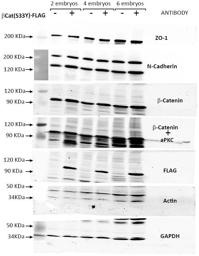 Supplementary Figure 10. Full gel scans of westerns shown in figure 5a. Pools of 2, 4 or 6 control or sβ-catenin electroporated embryos, were lysed and separated in 8% SDSpolyacrylamide gels.