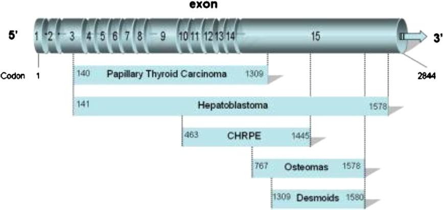 Septer et al. Hereditary Cancer in Clinical Practice 2013, 11:13 Page 2 of 6 of the disease. The APC gene encodes a tumor suppressor protein consisting of 2843 amino acids.