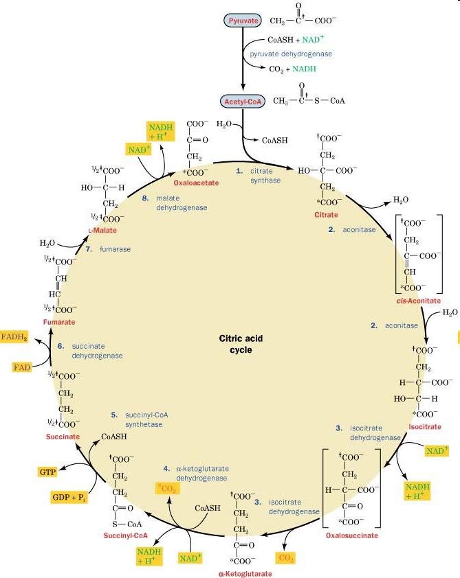 The Citric Acid Cycle -
