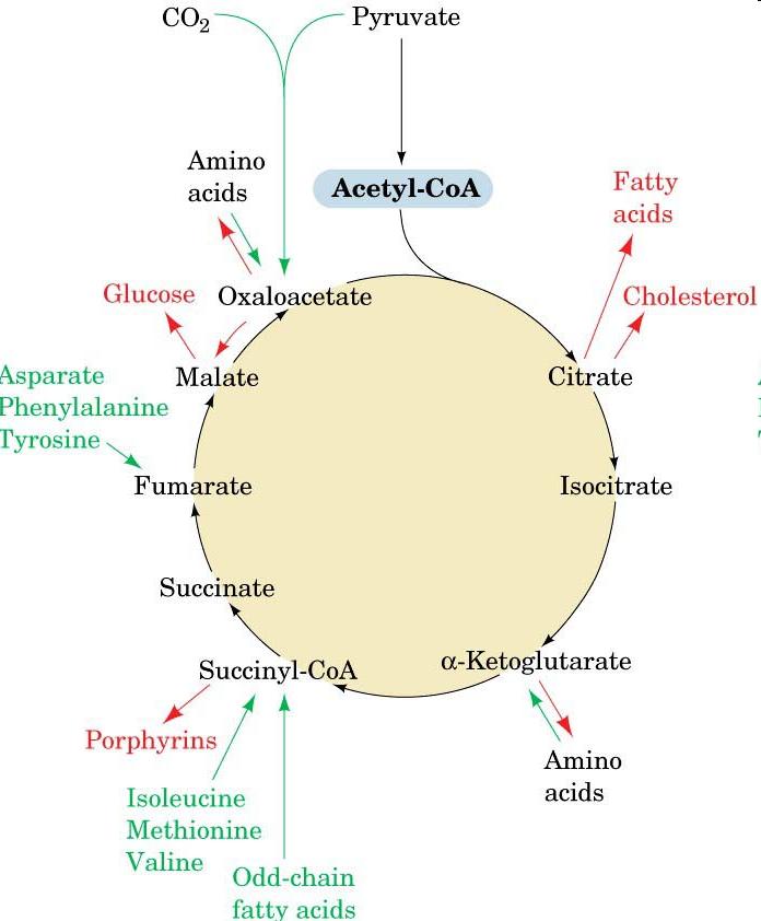 Anapleroticity - The citric acid cycle is both catabolic and anabolic -