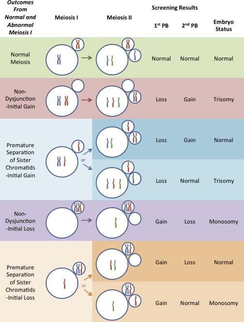 Mechanism of Aneuploidy in Embryogenesis Scott KL, et al.