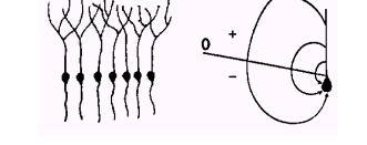 Dipoles A dipole source occurs when equal amounts of negative and positive charge are separated over a short distance.