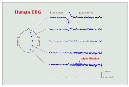 Many naturally occurring signals in the human body effect EEG signals.