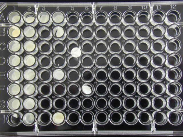 COMPONENTS Components Size Quantity Rat Osteoclast Precursor Cells, frozen Vial containing 2 x 10 6 cells 2 Washing Medium, alpha-mem 50 ml 1 Culture Medium, alpha-mem with M-CSF (50 ng/ml) and RANK