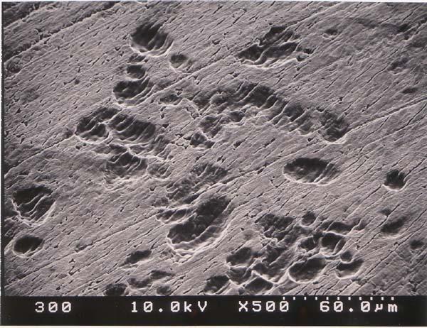 No. KT-008) and count the number of osteoclast cells. 2. Pit Formation Assays (requires Dentin Slices not included in kit) a.
