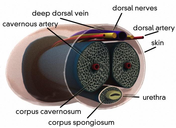 Penile blood supply: Dorsal