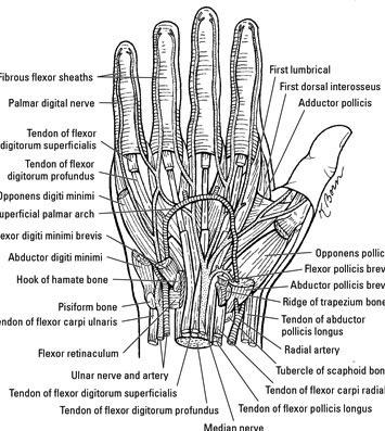 complexity of hand