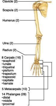 The Upper Limb The upper limb consists of the arm (brachium), forearm (antebrachium),