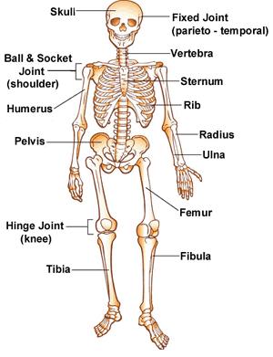Anatomy of the Upper Limbs The Axial Skeleton is made up of the Spine, Thoracic cage and Head.
