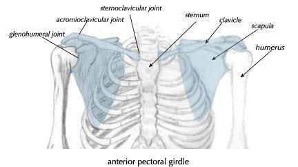 Pectoral Girdle and Upper Extremities The Primary function of the pectoral