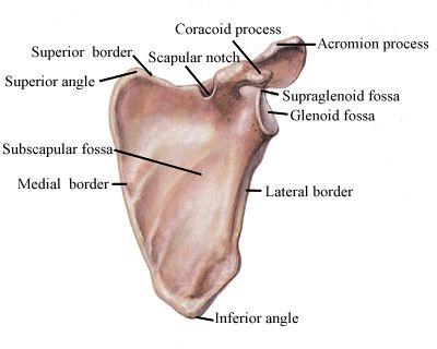 The Scapula The scapula is large, triangular, flat bone on the posterior aspect of the upper rib cage.