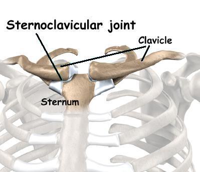 The Clavicle: