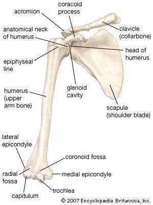 The Humerus The Humerus is a long robust bone that articulates