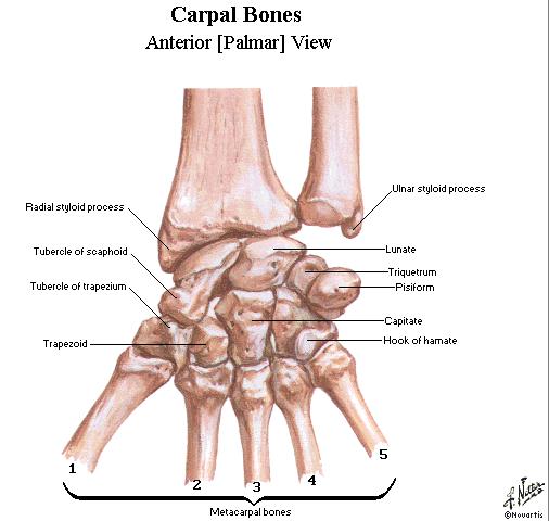 The Carpals The wrist and hand consists of 27 bones.