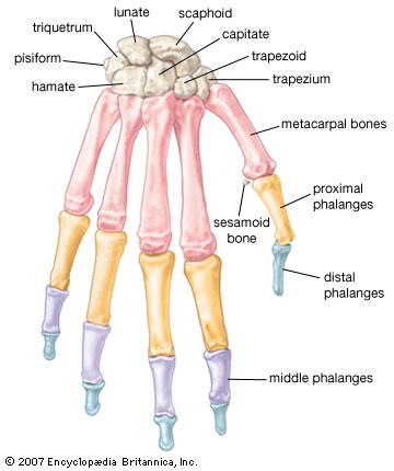 The Carpals The Metacarpals make up the next 5 bones. The Phalanges make up the next 14 bones.