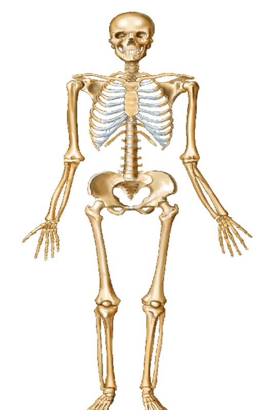 Sa m ple file Use with The Skeletal System study guide.