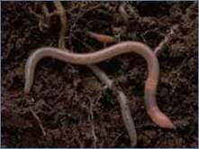 Locomotion in the Earthworm Outer and inner layers of muscles shorten and