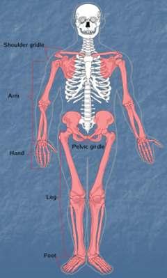 The Appendicular Skeleton Pectoral girdle: Arm bones Wrist and hand bones Scapula