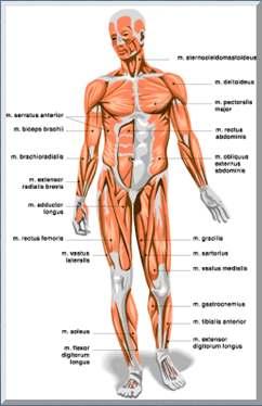 The Human Muscular System Muscles can exert force when they contract, or shorten.