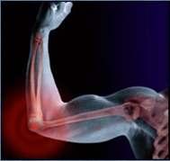 Skeletal muscles Muscles can only pull, they