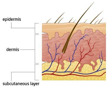 Skin Layers of the skin and what they are