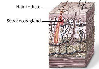Sebaceous Dermis, base of hair follicles Secrete sebum