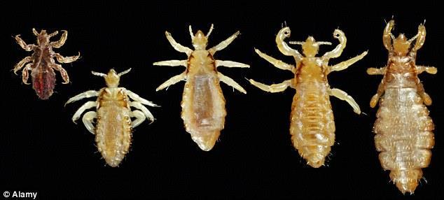 Pediculosis Lice Etiology: Contracted by coming in contact with someone who has lice, or sharing hats/scarves/combs/or