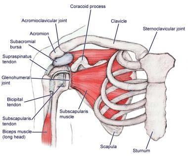 Shoulder: DDX of pain generators Impingement Rotator cuff Tendinitis/bursitis Neer s test Rotator cuff testing Biceps