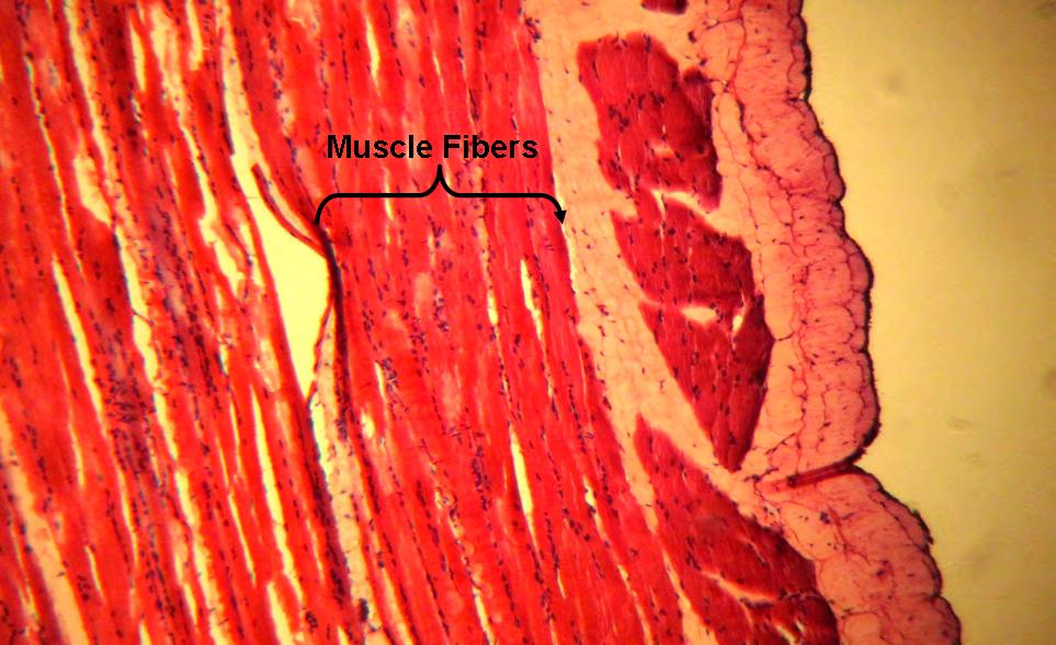 each other. Figure 19: Skeletal muscle 1000X.