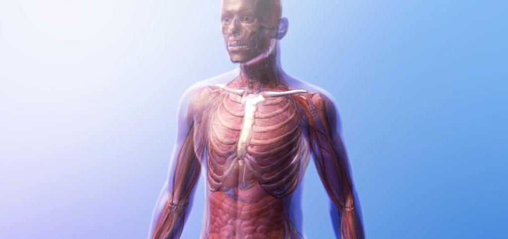 PRE-LAB EXERCISES A. Watch the video 13.1 Muscular System Overview and observe the following: 1.
