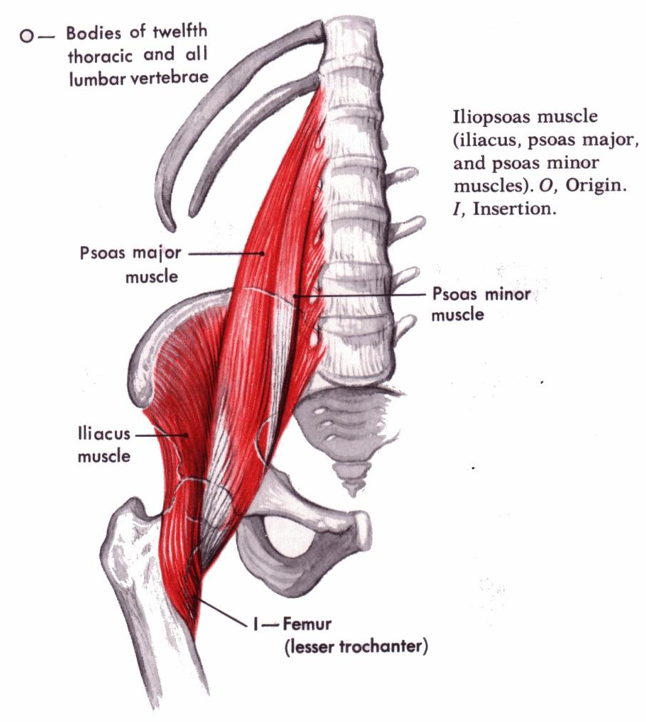 Psoas muscle lesions The psoas is a flexor and external rotator of the hip