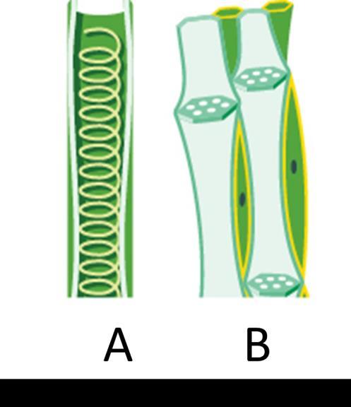 Transport in Plants Homework 1. The diagram below shows two types of structures found in plants. (a) Which letter shows the phloem? (1) (b) What is the function of the phloem?