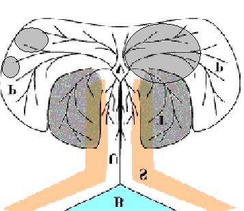 18 T. Pejcic et al. ACI Vol. LVI Following that, PSA molecules leak through prostatic ducts to the prostatic urethra, where they collect, until the next micturition or ejaculation happens.