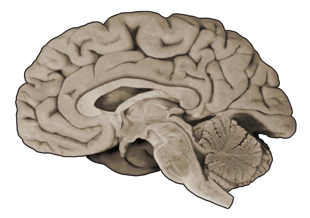 important functional representation with as much cortical structure as can be packaged into a cramped space.
