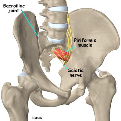 ANATOMY At the bottom of the spine lie the two Sacroiliac Joints, they connect the Ilium (hip bones) to the sacrum.